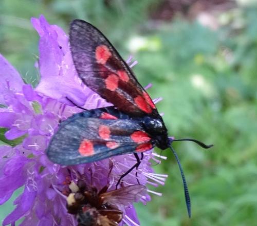 Zygaena (lonicerae-trifolii)